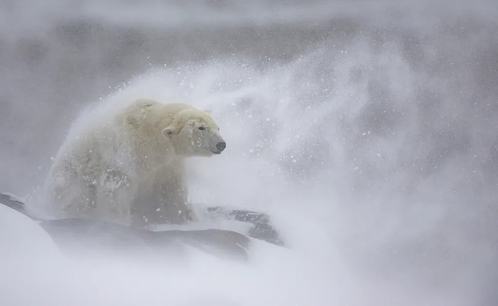 خرس قطبی در کانادا، در سال 2022 در کولاک گرفتار شد