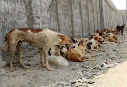 دستور قضایی برای جمع آوری سگ های ولگرد در همدان